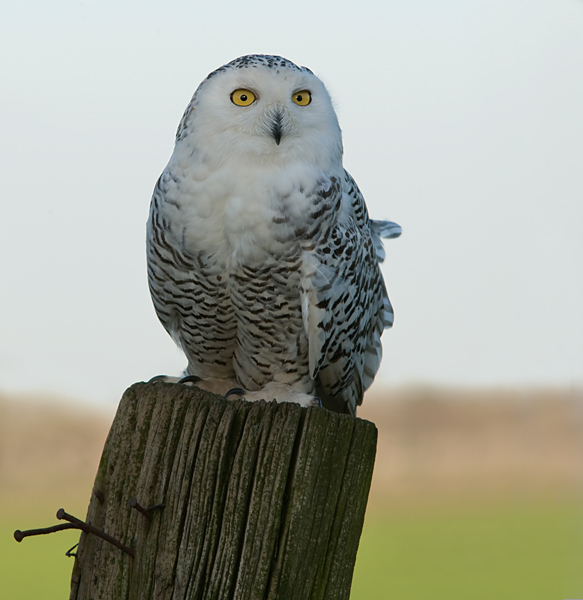 sneeuwuil op een paal web.jpg